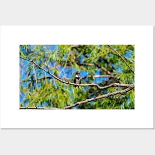 Belted Kingfisher Perched On a Tree Branch Posters and Art